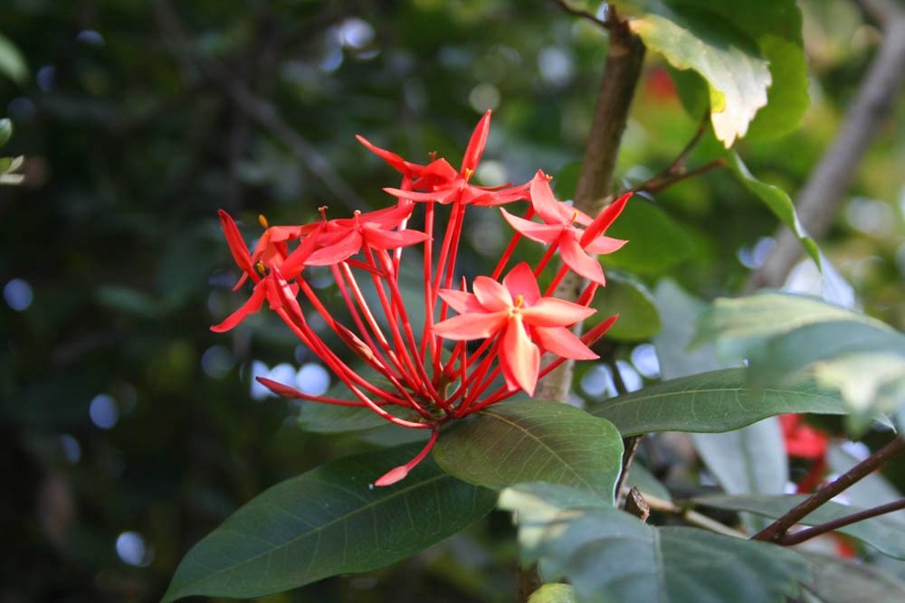 flowers